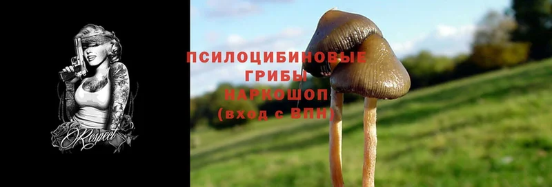 Псилоцибиновые грибы Cubensis  наркотики  Ак-Довурак 